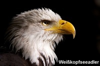 Weisskopfseeadler