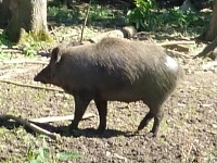 Wildschwein