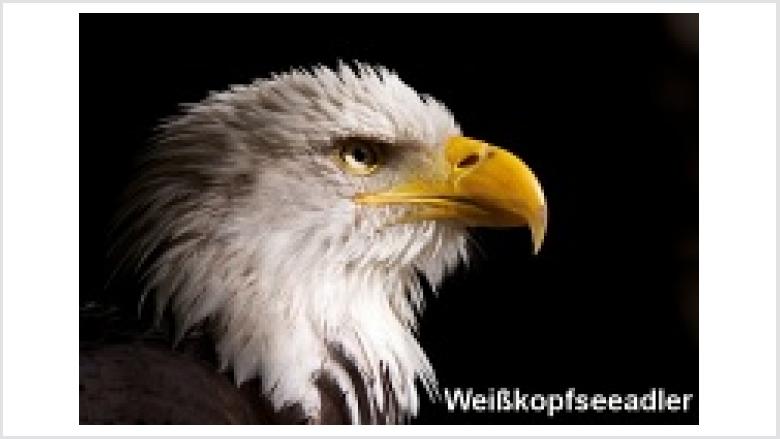 Weisskopfseeadler