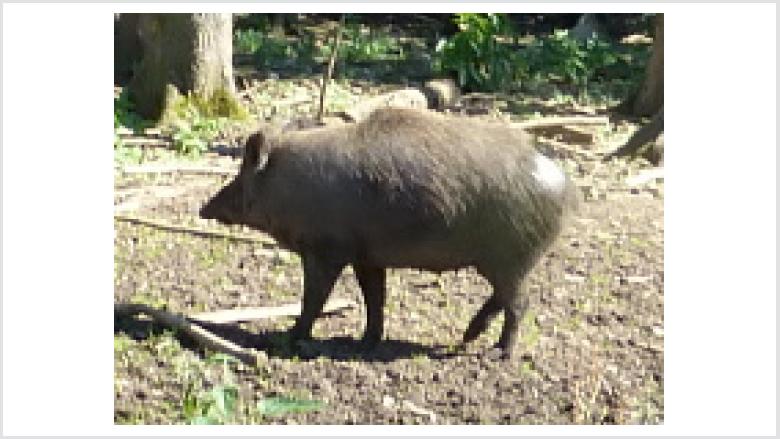 Wildschwein